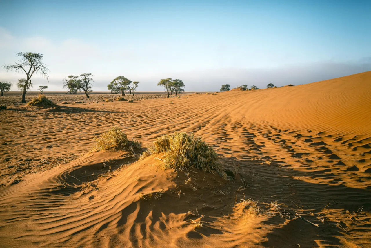 Sand dunes and scattered vegetation